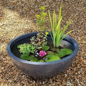 Pond in a pot - complete with plants