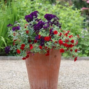 Royal Flush container plant collection