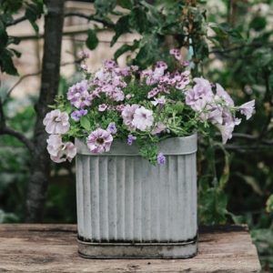 The Bridesmaid container plant collection