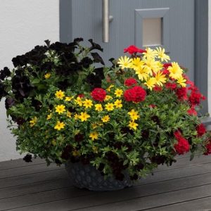 Brilliant bling - Easyplanter for hanging baskets & patio pots