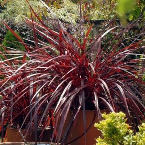 Cordyline Burgundy Festival (PBR)