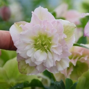 Helleborus × hybridus Flower Girl
