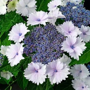 Hydrangea macrophylla Koria (PBR)