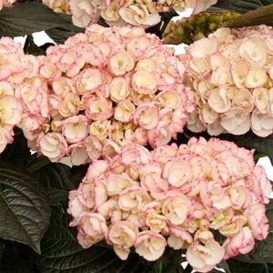 Hydrangea macrophylla Midnight Pearl ('Hokomamipe') (PBR)