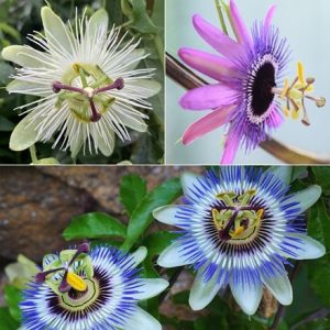 Passion flower collection