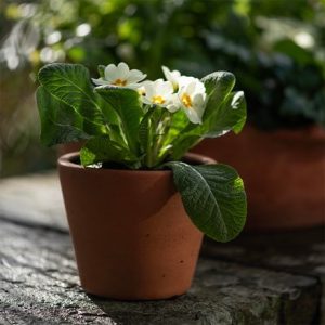 Primula & terracotta pots
