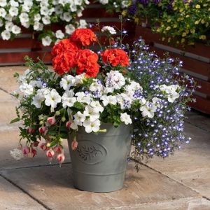 Tangerine twist - Easyplanter for hanging baskets & patio pots
