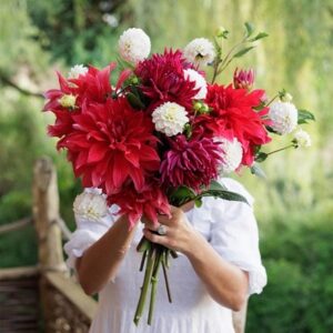 A tale of summer blooms dahlia collection