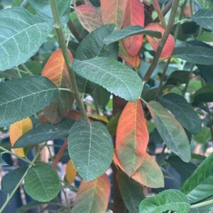 Amelanchier canadensis Glenn Form