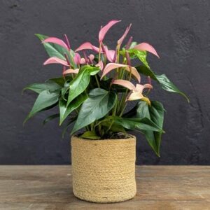 Anthurium Champion Zizou