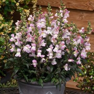Antirrhinum Snap in Black Pink