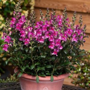 Antirrhinum Snap in Black Raspberry