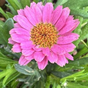 Argyranthemum Santorini Dark Rose