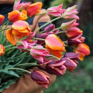 Ashley's rum punch tulip collection