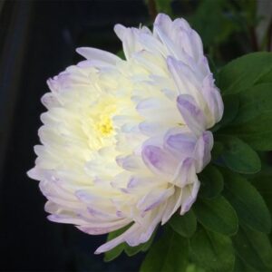 Aster chinensis Silver Blue