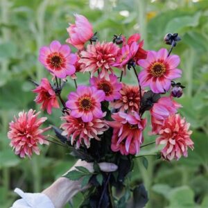 Award-winning dahlia collection for pots