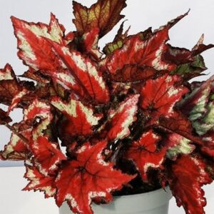 Begonia Sangria