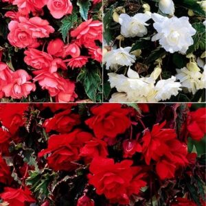 Begonia collection for hanging baskets & pots