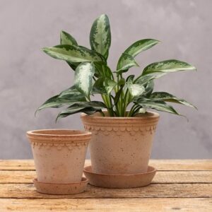 Bergs scalloped tapered plant pot & saucer - terracotta