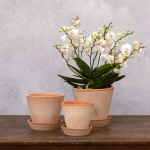 Bergs simple terracotta plant pot with saucer