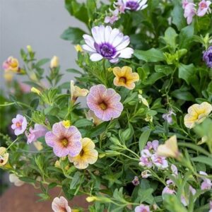 Berry Smoothie - Easyplanter for hanging baskets & patio pots