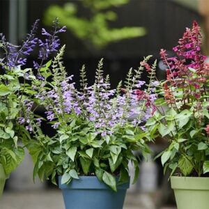 Best salvias for pots salvia collection