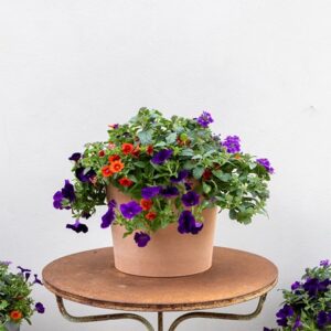 Bird of Paradise - Easyplanter for hanging baskets & patio pots