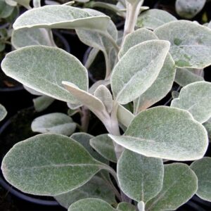 Brachyglottis Walberton's (Silver Dormouse) ('Walbrach') (PBR)