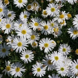 Brachyscome multifida Surdaisy White