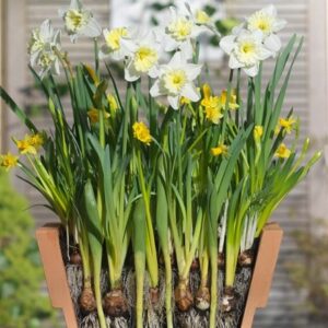 Bulbs for pots - creams and yellows