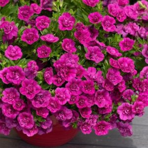 Calibrachoa Cabaret Double Magenta