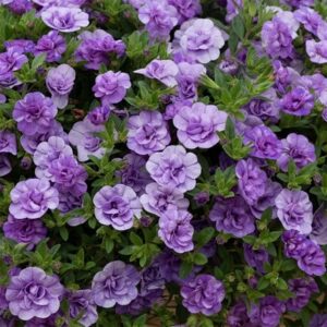 Calibrachoa Cabaret Double Sky Blue