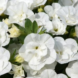 Calibrachoa Cabaret Double White