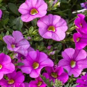 Calibrachoa Cabaret Early Pink (PBR) (Cabaret Series)