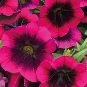 Calibrachoa Caliloco Dracula
