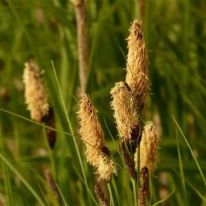 Carex oshimensis