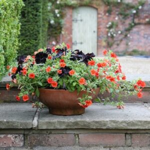 Chocolate orange container plant collection