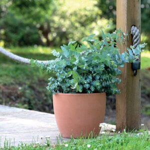 Classic terracotta egg pot