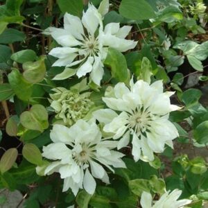 Clematis Yukiokoshi
