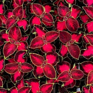 Coleus scutellarioides Chocolate Covered Cherry