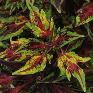 Coleus scutellarioides Flamethrower Chilli Pepper (Flamethrower Series)