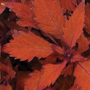 Coleus scutellarioides Flamethrower Habanero (Flamethrower Series)