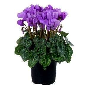 Cyclamen persicum Dragon Deep Blue