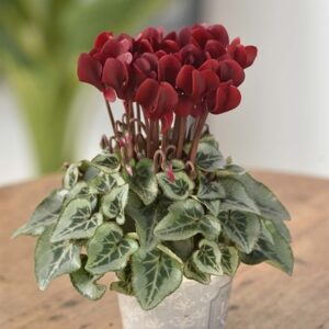 Cyclamen persicum Tuxedo