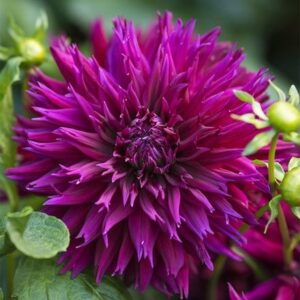 Dahlia Ambition