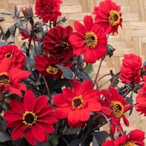 Dahlia Black Forest Ruby
