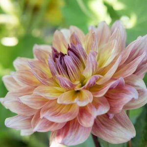 Dahlia Paso Doble Dancer