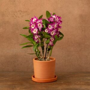 Dendrobium Bouquet Purple Rain