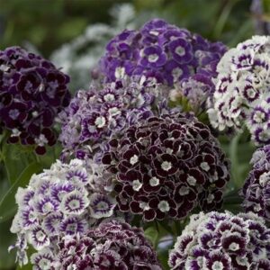 Dianthus barbatus Hollandia Purple Crown