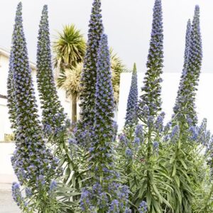 Echium pininana